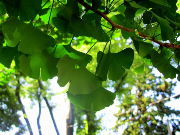 The Benefits of Ginkgo
